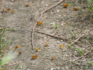 EuroSkipper