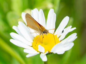 EuroSkipper2