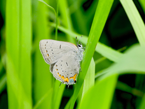 AcadianHairstreak