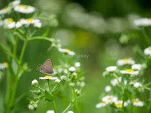 Banded Hairstreak