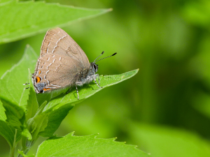 Banded Hairstreak