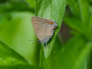 Edwards Hairstreak