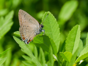 Edwards Hairstreak
