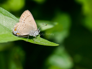 Edwards Hairstreak