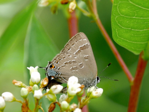 HickoryHairstreak