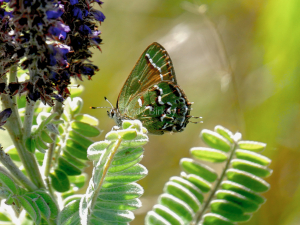JuniperHairstreak