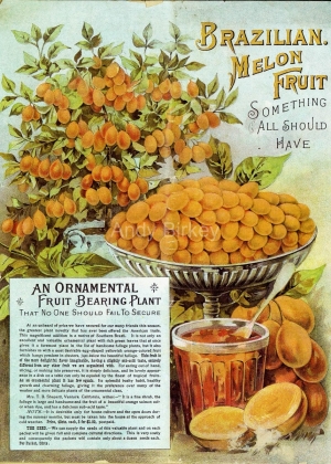 LLMayMelonFruit