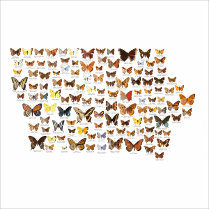 IA-ButterfliesWhiteSmall