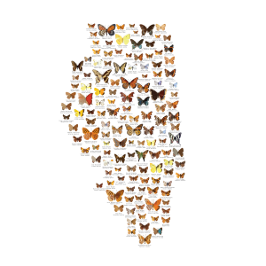 ILButterfliesWhiteSmall