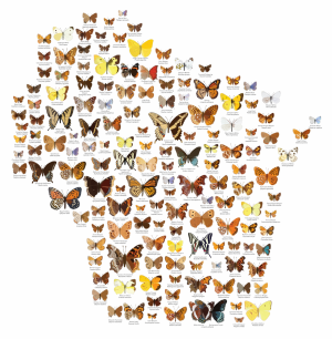 WIButterflyPosterWhiteBG