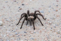 Texas Brown Tarantula Aphonopelma hentzi