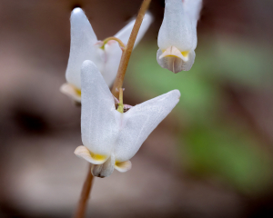 Dutchman's Breeches