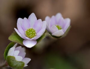 Hepatica1hq