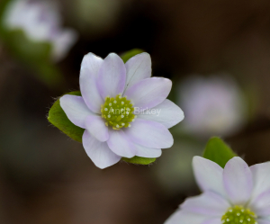 Sharp-lobed Hepatica