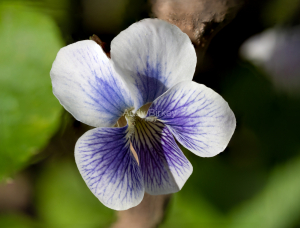 Marsh Violet