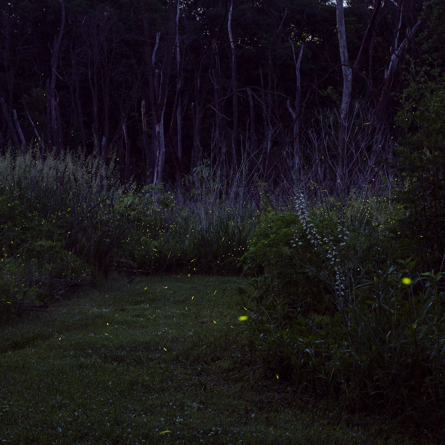 a night scene with many fireflies glowing in grass and shrubs