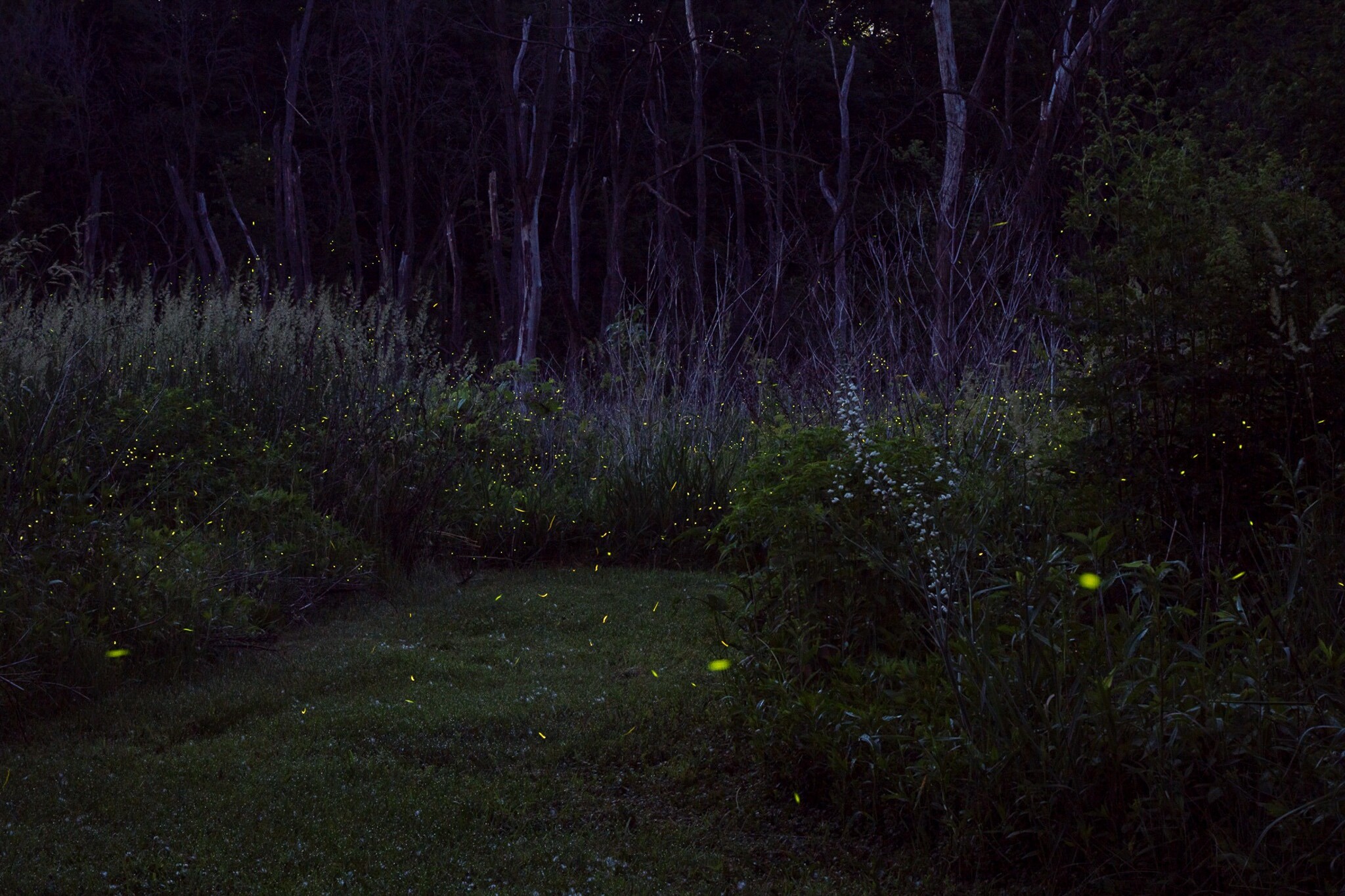 a night scene with many fireflies glowing in grass and shrubs